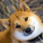 Oofghanistan Official