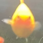 silliest of the fish