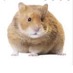 Hamster group was taken