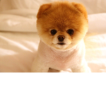 Cute puppy army