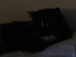 ~|¥€£§€¥|~My bibbles