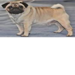 puppycharmer10