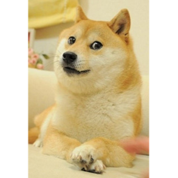 #Team Doge Forever hangout
