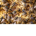 bee soldiers