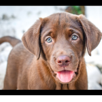 ʚɞ puppi