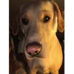 Doggo guys