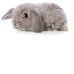Bunnies funnies