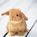 bunnies can do anything