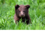 X BEAR5 X
