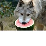 WOLVES FAN GROUP <3