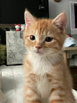 MacaroniKawaii TabbyCat GROUP