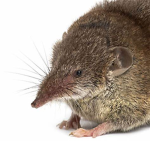 Shrew Fan Club