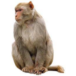 Fancy Monkey Clothes