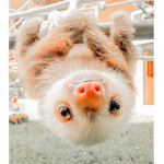 ~The Sassy Sloths Rule~