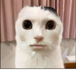 .~{ V Į B Ē () T Ī M Ę}~.