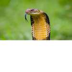 golden cobra's