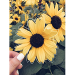 #Aestheticly Yellow