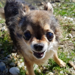 The Angry Chihuahua Museum