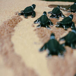 Turtlepla Fan Group