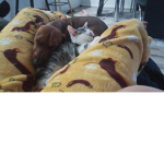 Cat / dog's