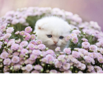 ʕ•ᴥ•ʔ Mini flowers ʕ•ᴥ•ʔ