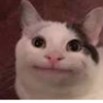 CAT ARMY GROUP :) :) :) :)