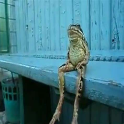 Frog pond [BETA]