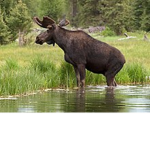 Moose Kids