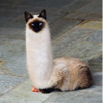 KittySaysPow!