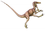 RaZe Raptors