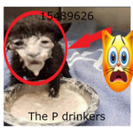 P Drinkers