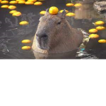 capybara republic!
