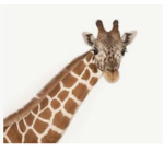 Giraffe club for epic giraffes