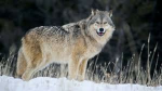 Only join if you love wolves