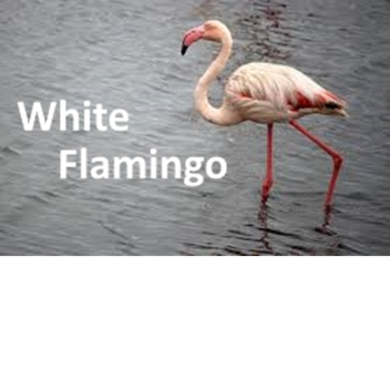 Flamingo Hangout