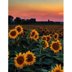 Sunflower Squad For Life :)