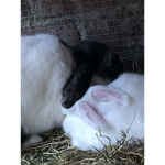 Bunny Forever <3