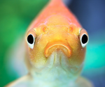 FISHY PALS