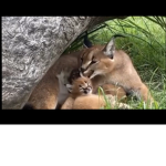 Lynx lion tiger panthers we love every cat