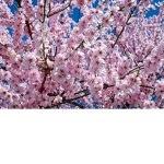 ~Pony's fleurs joyeux~