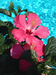-FLowERs~