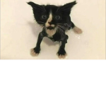 KittyForever