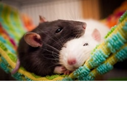 Rat CHEESE elmos world rats morphs poppy playtime