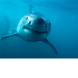 Escape The Combat Of The Sharks!