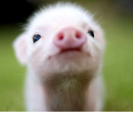 The pigs are coming over!