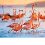 PINK FLAMINGO5100