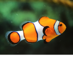 Fish’s United!