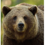 Bears love cookies