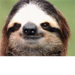 sloths rule da world