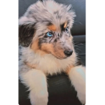Foreverthecoolestanimals
